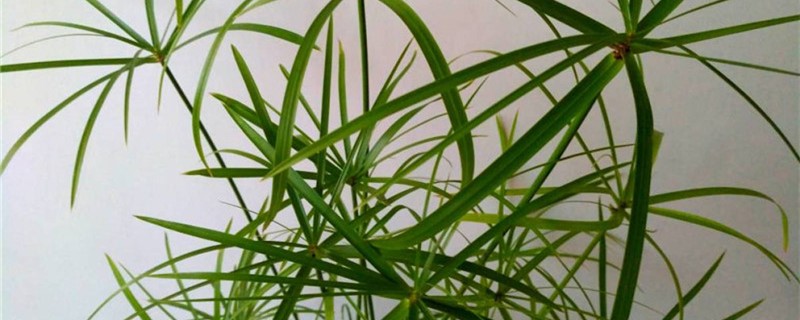 旱伞草黄叶的原因和处理办法