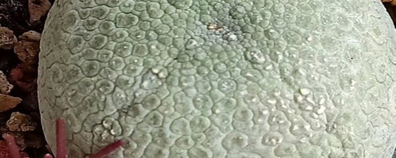 拟蹄玉春季养护方法 拟蹄玉春季养护方法