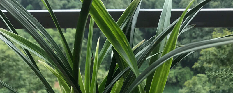 苔藓干可以用来养花吗
