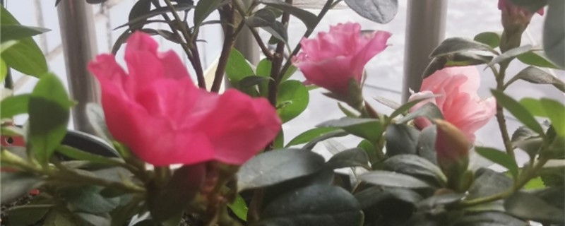 养花的土放洗洁精好吗