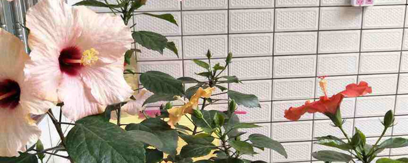 锯末混合土可以养护不 锯末混合土可以养护不
