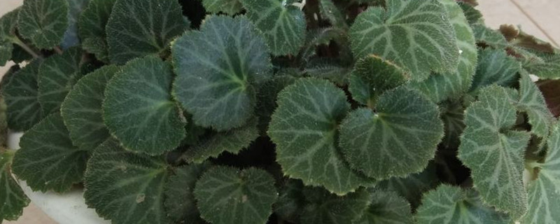绿色植物叶子能当肥料养花吗 绿色植物叶子能当肥料养花吗