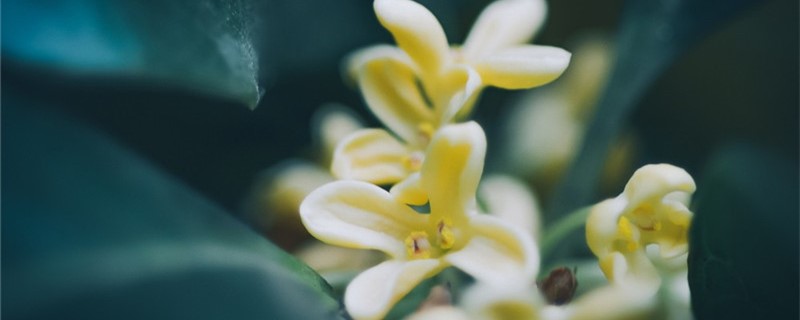 白桂花能吃吗 白桂花能吃吗