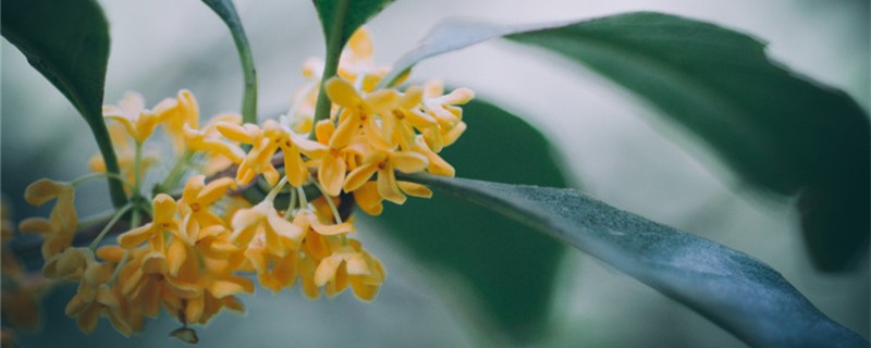 橘红色的桂花可以吃吗