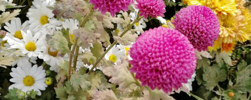 乒乓球花花语
