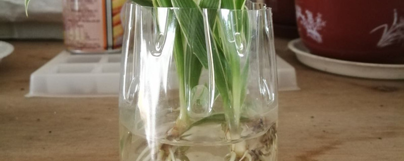 水培植物根部长了白绒怎么办 水培植物根部长了白绒怎么办