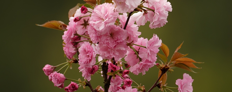 玉渊潭樱花节时间 玉渊潭樱花节时间