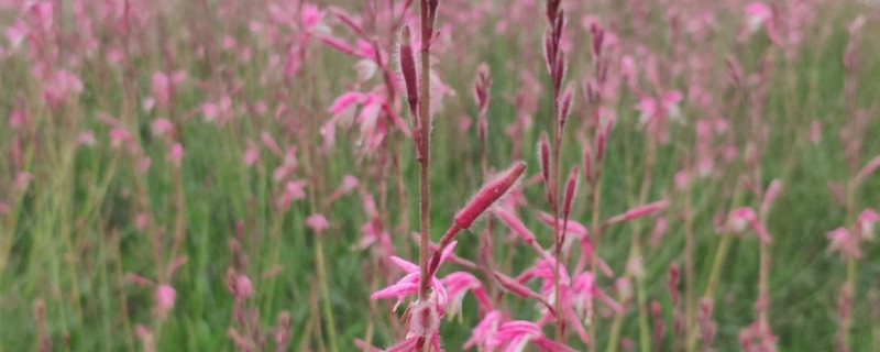 粉黛乱子草花语