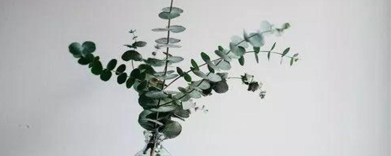 尤加利果插花瓶需要水吗