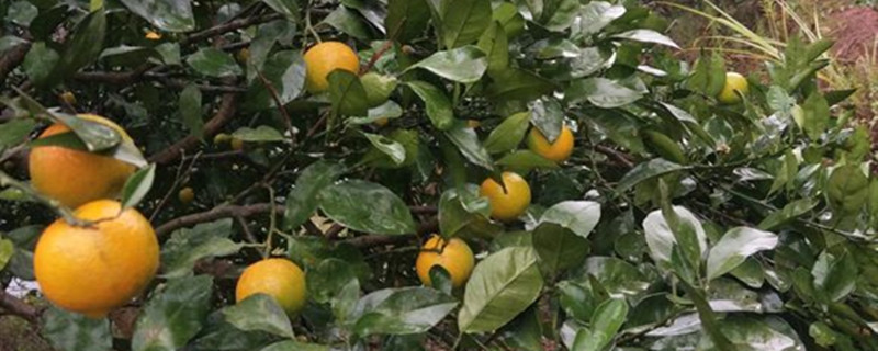 冰糖橙上市时间