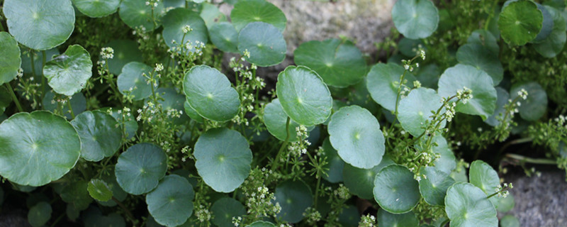 铜钱草什么季节换盆