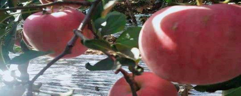 昭通糖心苹果特点 昭通糖心苹果特点