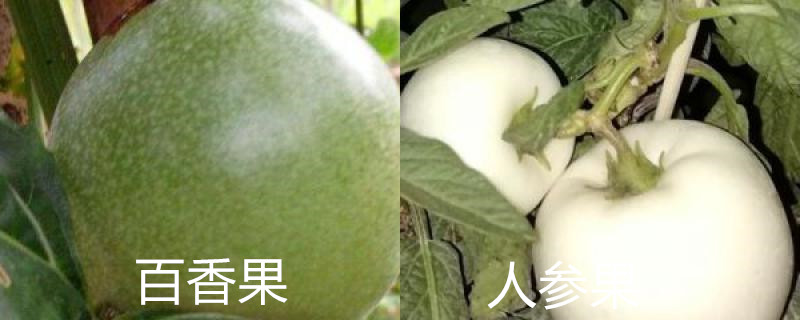 七彩果和人参果一样吗 七彩果和人参果一样吗
