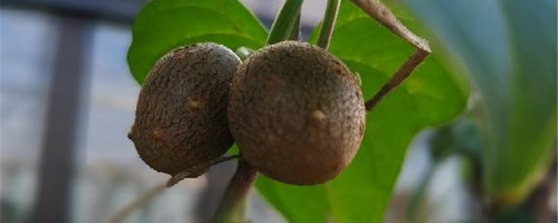山药种子可以吃吗 山药种子可以吃吗