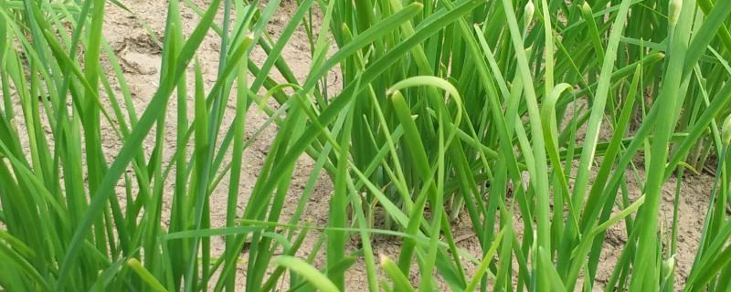 韭菜是什么季节的蔬菜 韭菜是什么季节的蔬菜