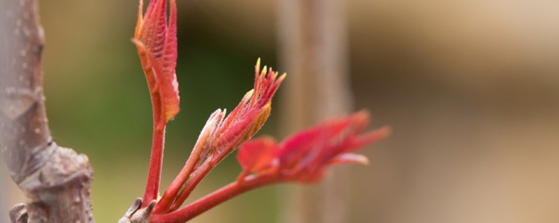 香椿芽是什么季节的蔬菜