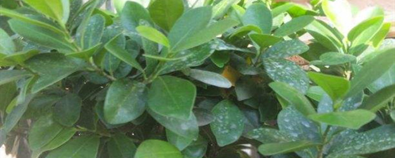榕树用深盆还是浅盆