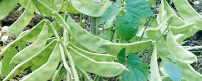 扁豆是什么季节的蔬菜 扁豆是什么季节的蔬菜