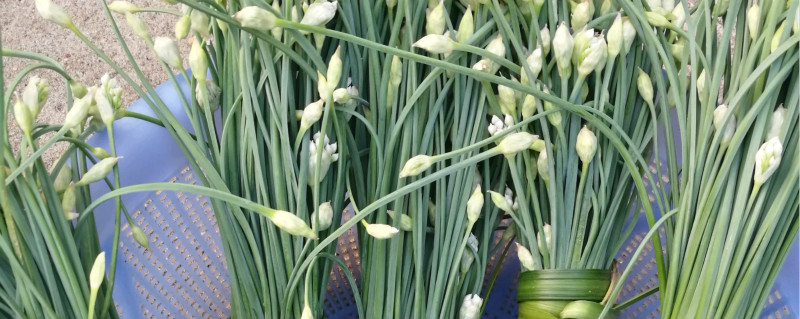 韭苔是什么季节的蔬菜