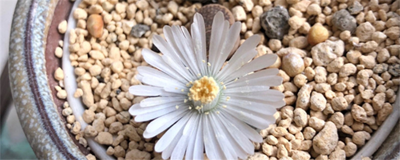 生石花开花季节，开花后怎么处理