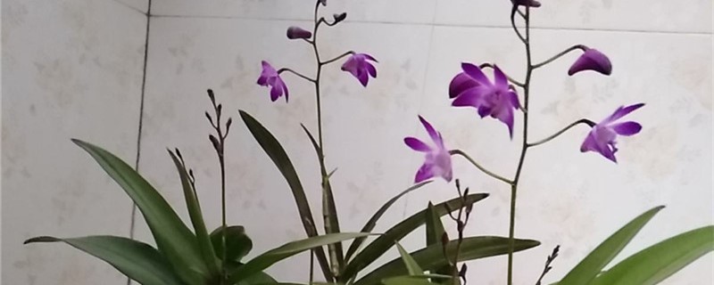 石斛黄叶的原因和处理办法