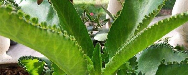 落地生根适合在什么地方养殖