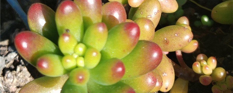 虹之玉烂根怎么办