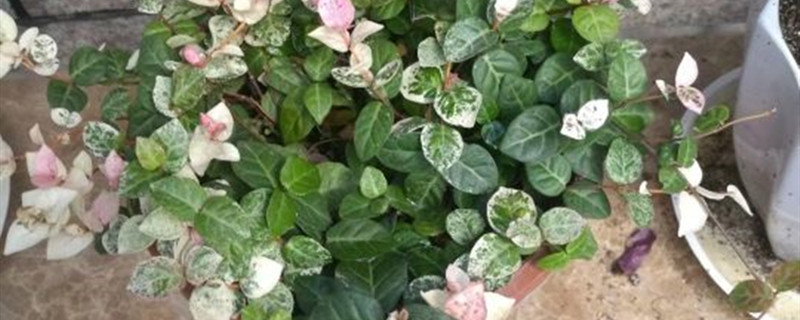 花叶络石的主要病虫害及其防治方法 花叶络石的主要病虫害及其防治方法