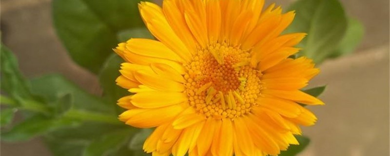 金盏菊的主要病虫害及其防治方法 金盏菊的主要病虫害及其防治方法