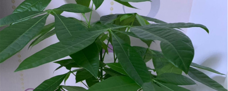 发财树树干流胶怎么办 发财树树干流胶怎么办