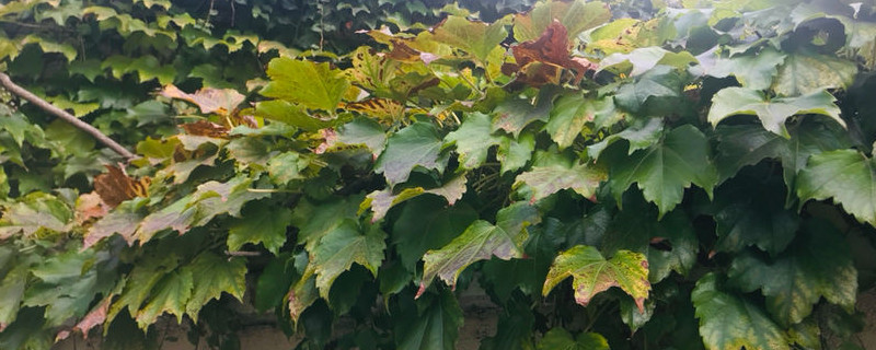 爬山虎烂根怎么办 爬山虎烂根怎么办