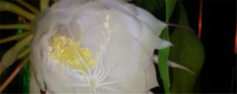 昙花烂根怎么办 昙花烂根怎么办