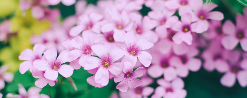 长春花烂根怎么办