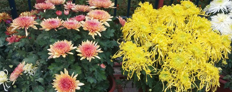 菊花的主要病虫害及其防治方法 菊花的主要病虫害及其防治方法