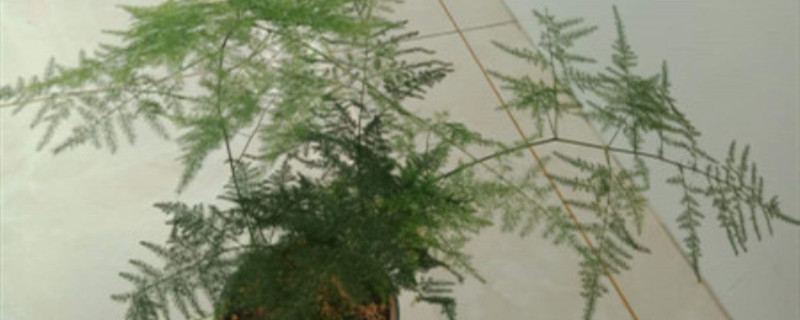 云竹的寓意 云竹的寓意