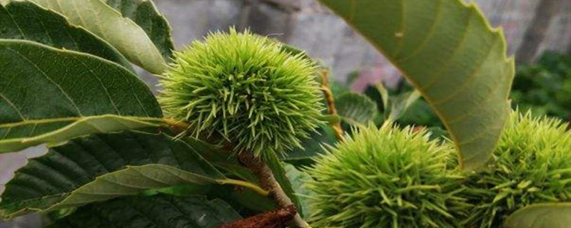 冬天栗子怕冻吗 冬天栗子怕冻吗