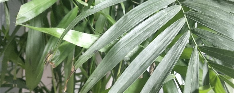 凤尾竹开花意味着什么