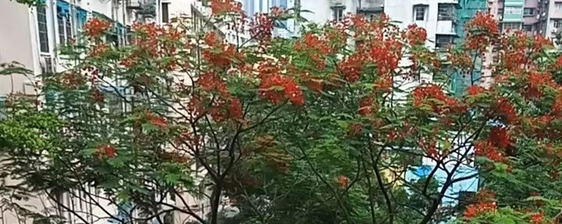 凤凰树的意思是什么 凤凰树的意思是什么