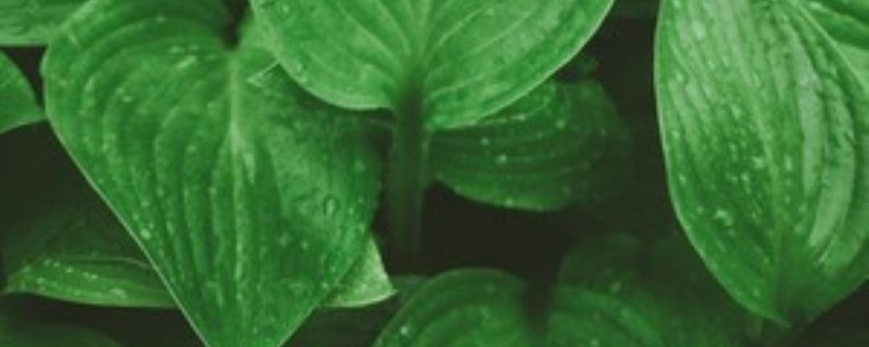 噶楼是什么植物 噶楼是什么植物