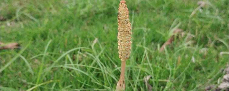 杉菜是什么植物