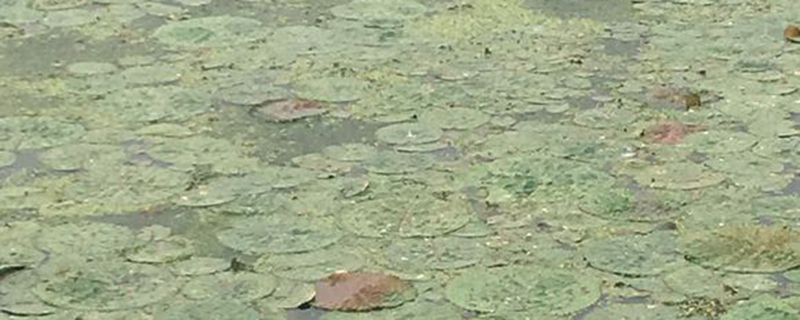 水中人参是什么植物