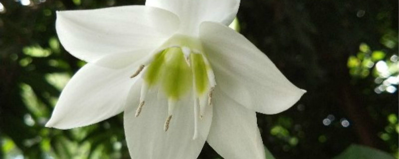 河神是什么花名 河神是什么花名
