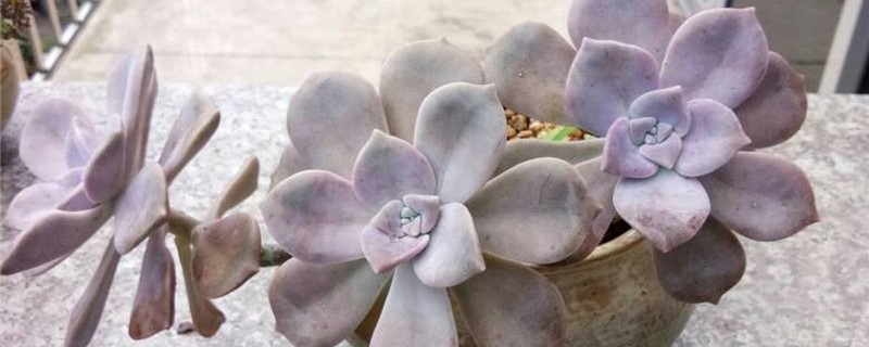 喷冰水可使多肉上色吗