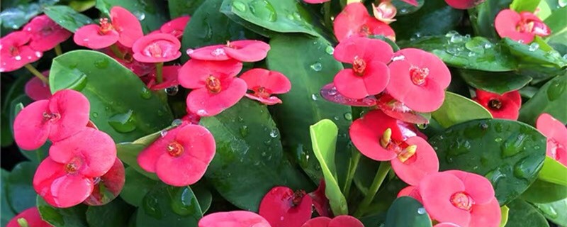 铁海棠的花语和寓意 铁海棠的花语和寓意