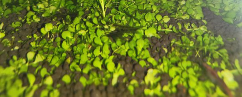 水草种子必须要翻缸吗