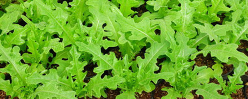 野腊菜的学名叫什么 野腊菜的学名叫什么