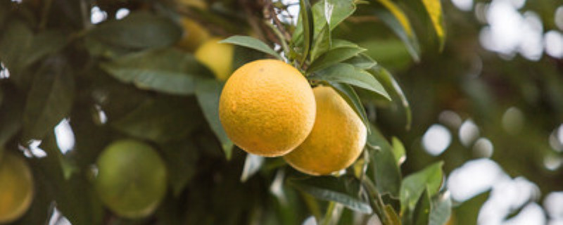 柠檬怕冻吗