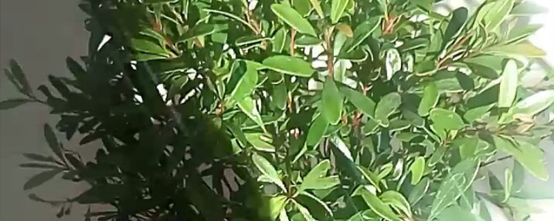 小叶赤楠耐寒多少度 小叶赤楠耐寒多少度