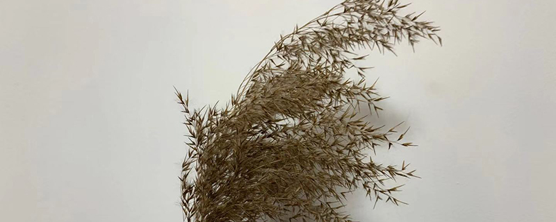 如何制作芦苇干花不掉毛 如何制作芦苇干花不掉毛