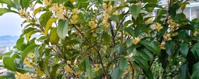桂树和桂花树有区别吗